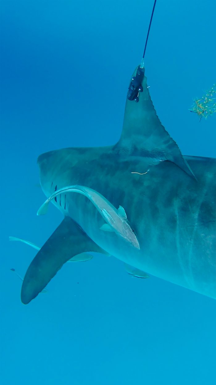 Scientific research supported by the Wildlife Care, Conservation, and Research Fund (WCCR)