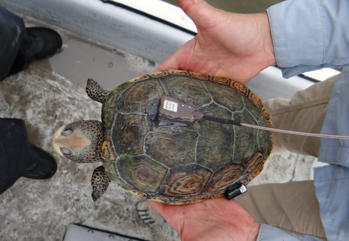 Scientific research supported by the Wildlife Care, Conservation, and Research Fund (WCCR)