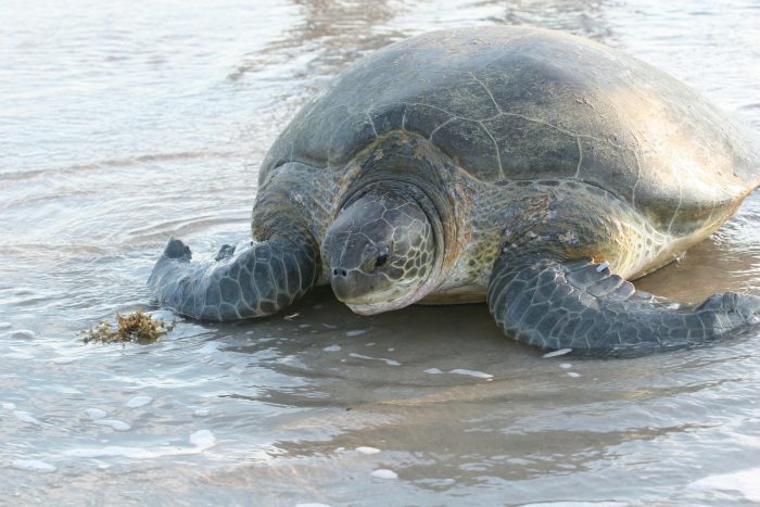 Scientific research supported by the Wildlife Care, Conservation, and Research Fund (WCCR)