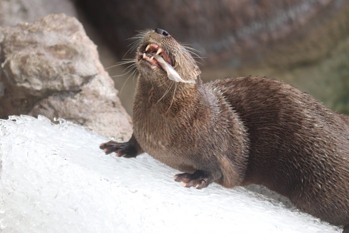 North American river otter