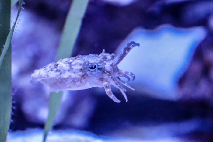 Cuttlefish