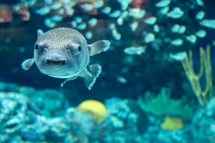 Porcupinefish