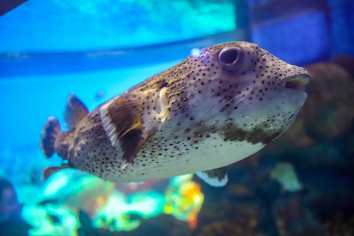 Porcupinefish