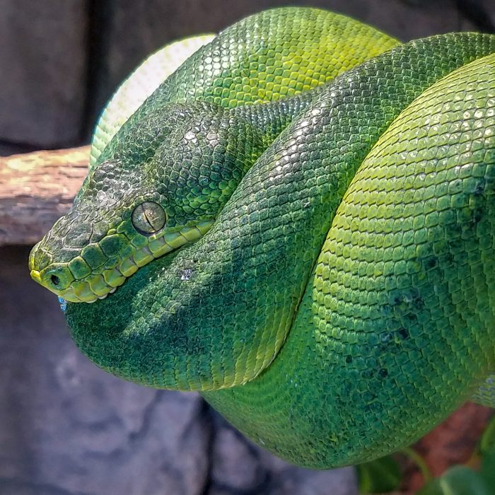 Emerald tree boa