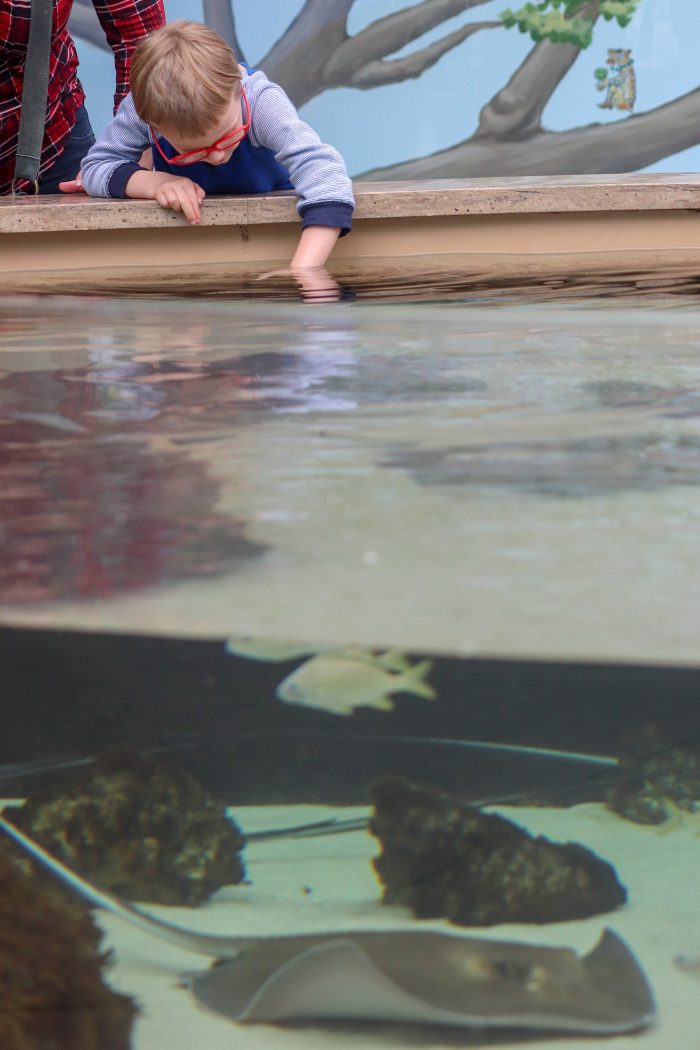 Stingray touch pool in Caribbean Journey