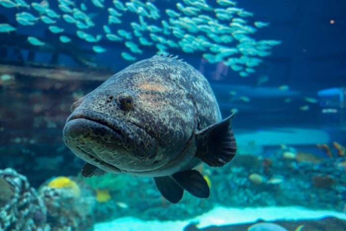 Goliath grouper