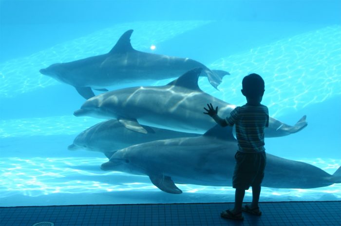 Dolphins in Dolphin Bay