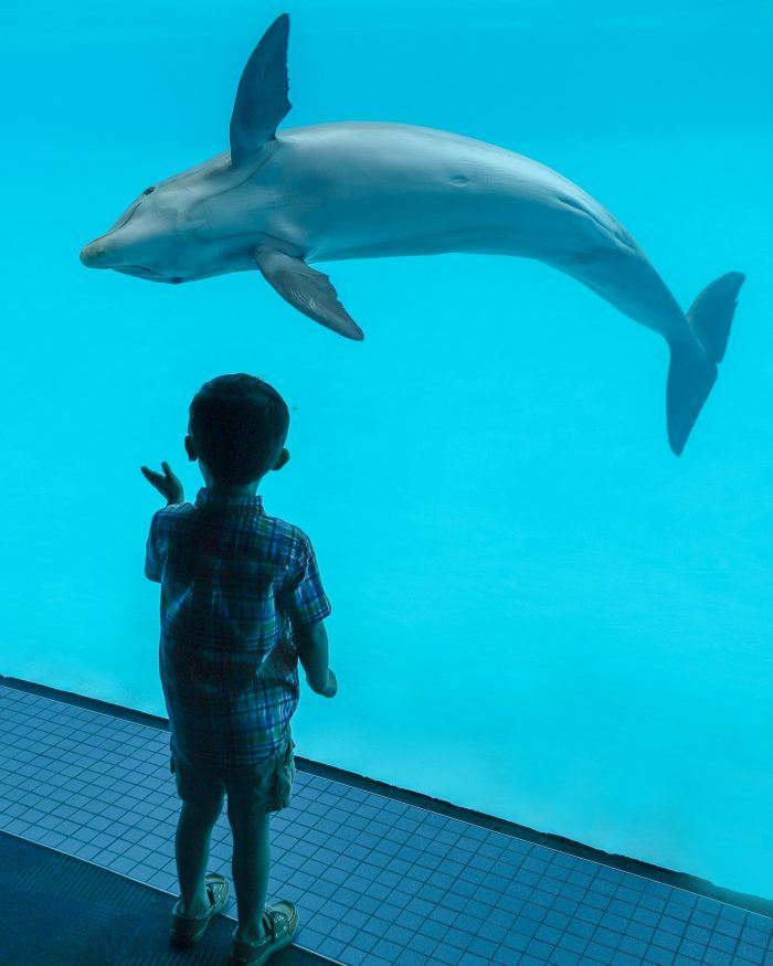 Dolphin in Dolphin Bay