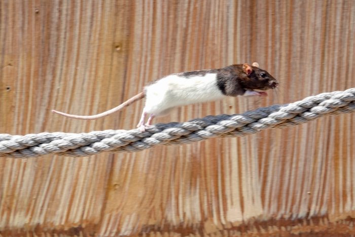 Rat in Wild Flight Show