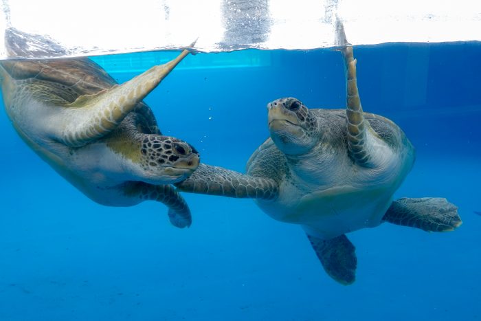 Rescued sea turtles in Tortuga Cay