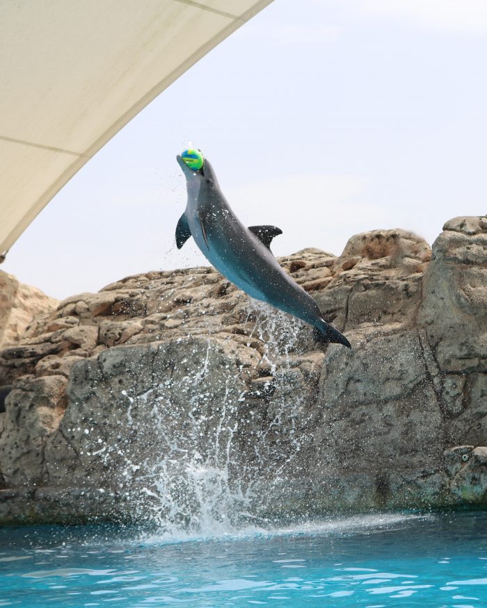 Dolphin leaps during DOLPHINS! presentation