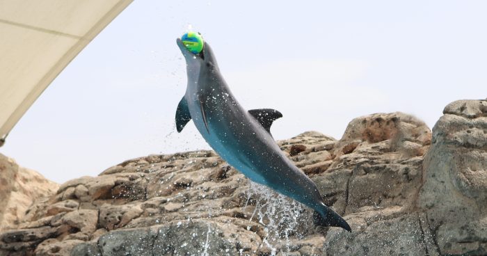 Dolphin leaps during DOLPHINS! presentation
