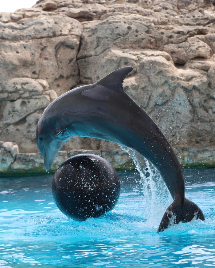 Dolphin leaps during DOLPHINS! presentation