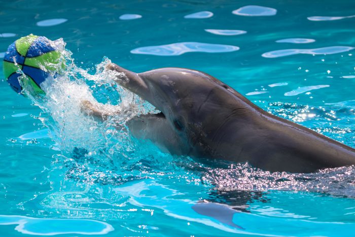 Dolphin interacts with enrichment device