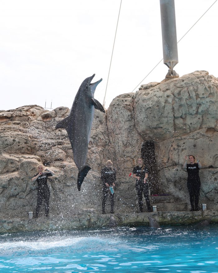 Dolphin leaps during DOLPHINS! presentation