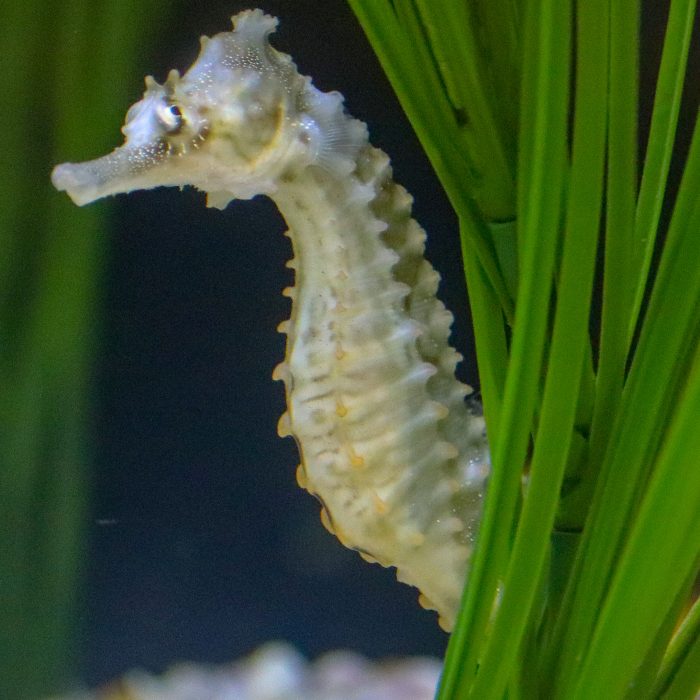 Lined seahorse