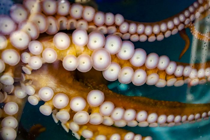 Arms of giant Pacific octopus