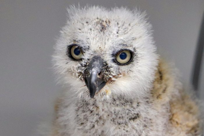 Baby barn owl in Wildlife Rescue Center