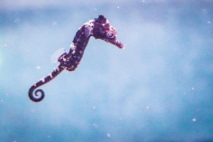 Baby lined seahorse