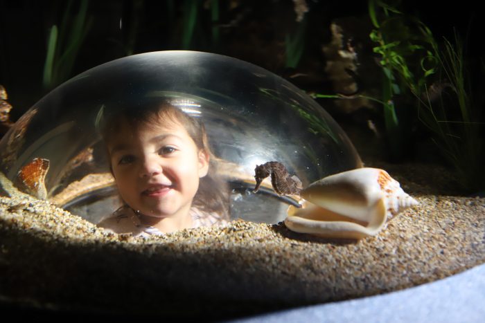 Seahorse exhibit in "Living Shores"