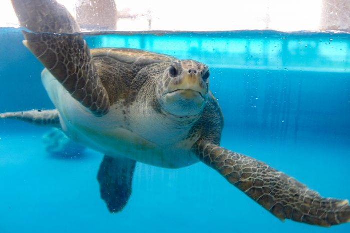 Sea turtle in Tortuga CAy