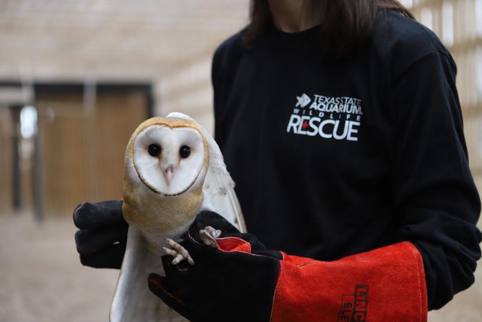 Rescued barn owl at Wildlife Rescue Center