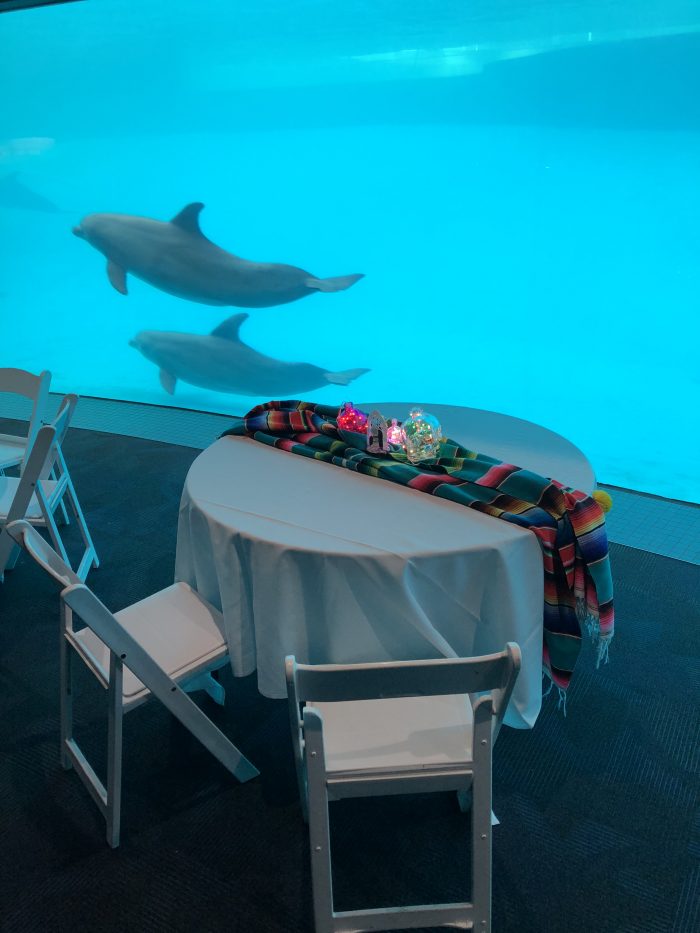 Event in Dolphin Bay Underwater