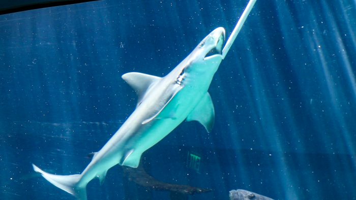 Caribbean shark feeding