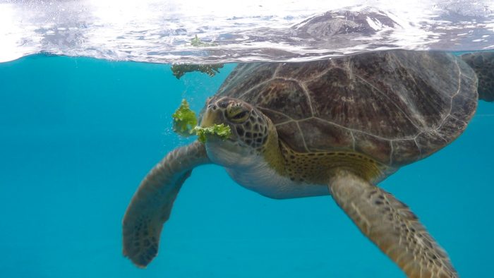 Sea turtle feeding