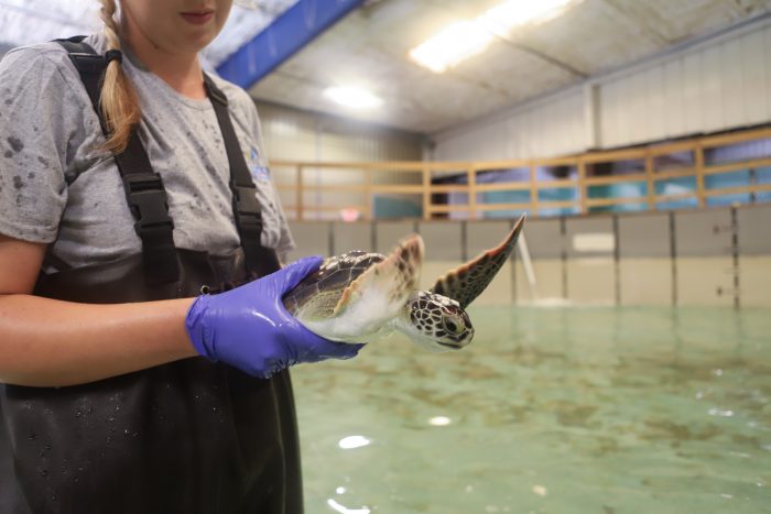 Stranded sea turtle in rehab pool at Wildlife Rescue