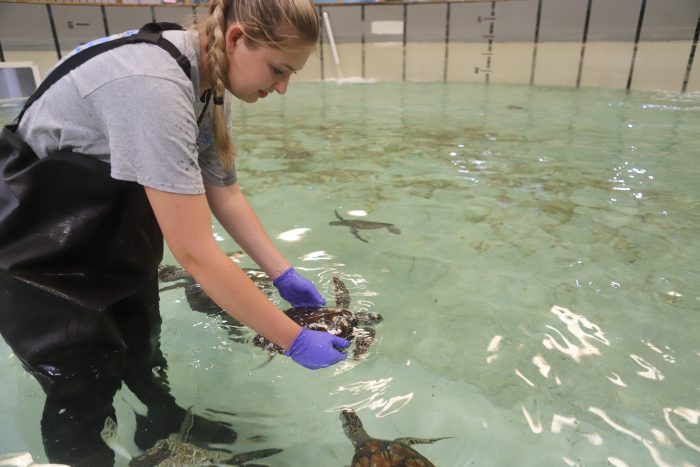 Stranded sea turtle in rehab pool at Wildlife Rescue