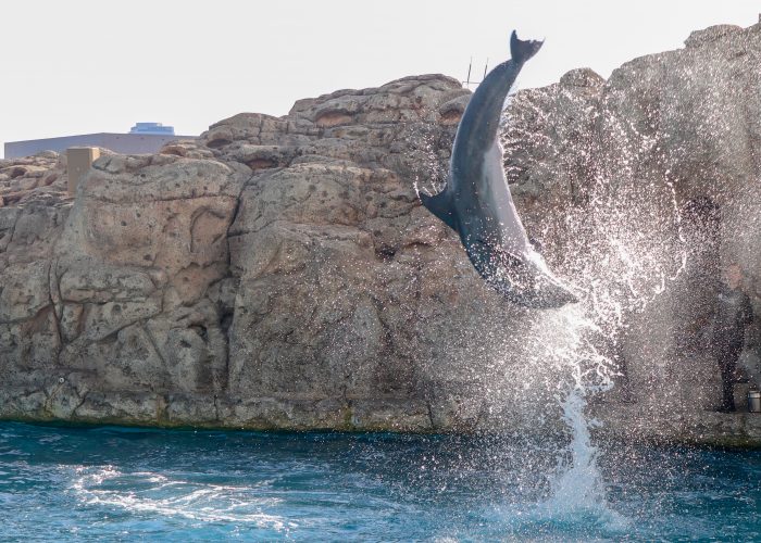 Dolphin jumps during DOLPHINS! wildlife presentation