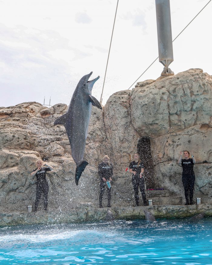 Dolphin jumps during DOLPHINS! wildlife presentation
