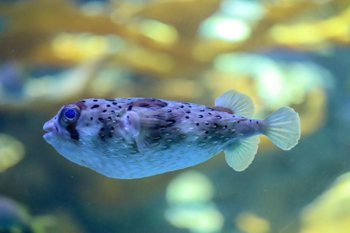 Porcupinefish