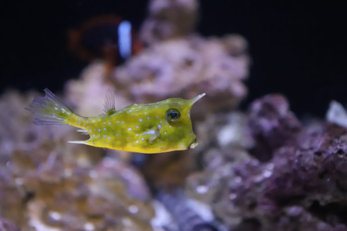 Longhorn cowfish