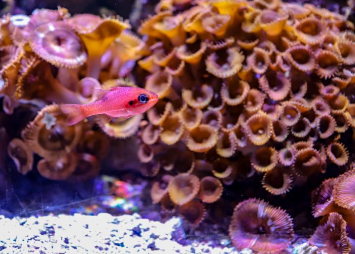 Aquatic exhibit in Gulf of Mexico