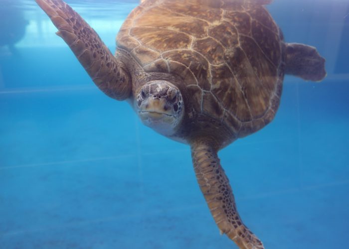 Rescued sea turtle in "Tortuga Cay"