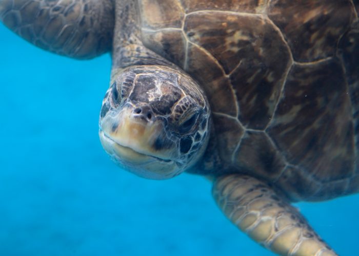 Rescued sea turtle in "Tortuga Cay"