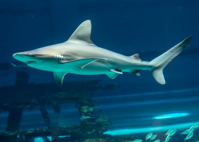 Sandbar shark