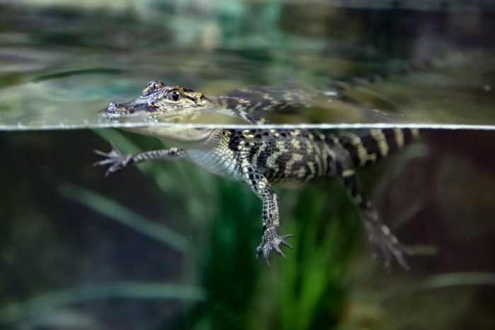 Baby American alligator