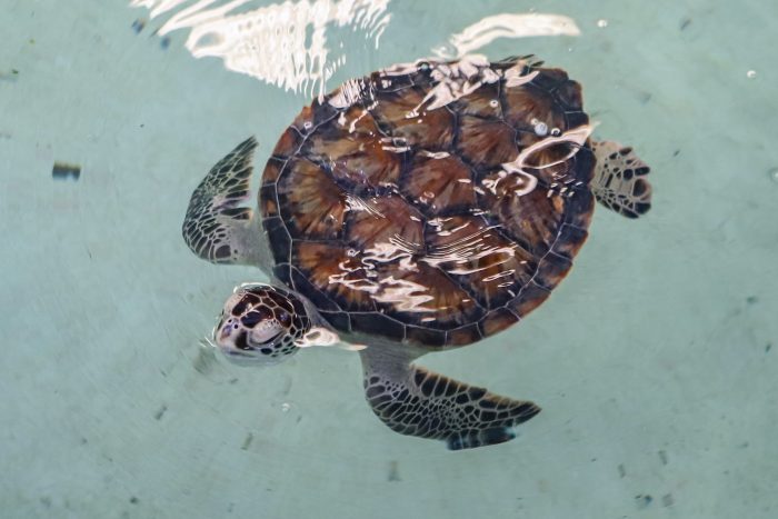 Rescued sea turtle at Wildlife Rescue