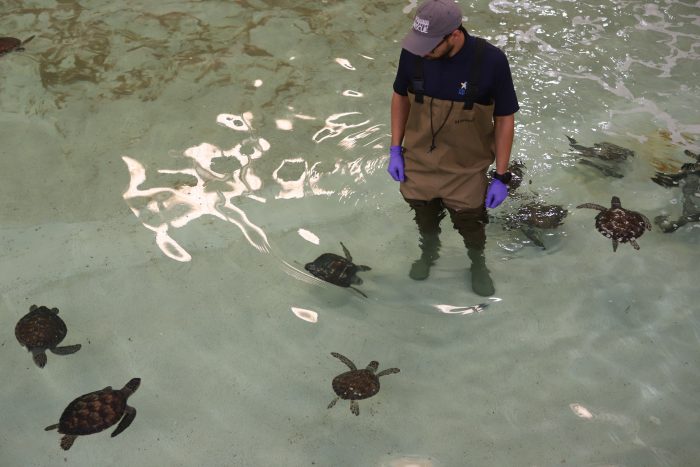 Rescued sea turtles in rehab pool at Wildlife Rescue