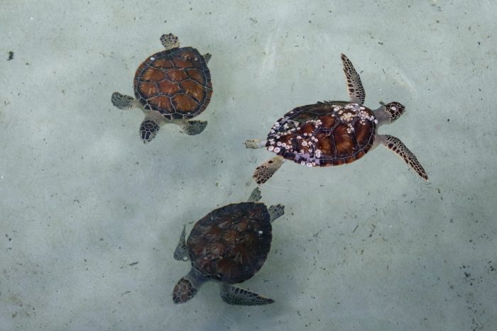 Rescued sea turtles in rehab pool at Wildlife Rescue