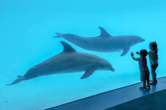 Guests encounter dolphins in underwater room of Dolphin Bay