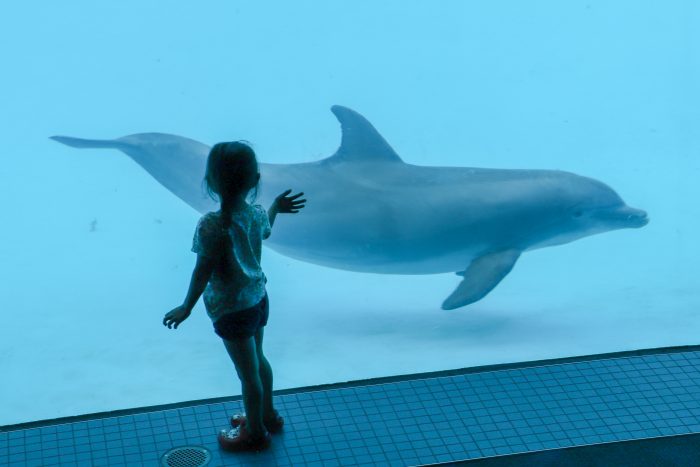 Guest encounters dolphins in underwater room of Dolphin Bay
