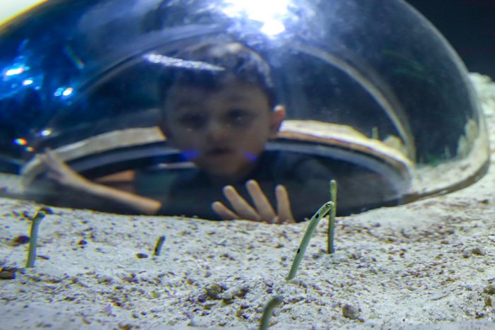 Guest observes garden eels in Caribbean Journey