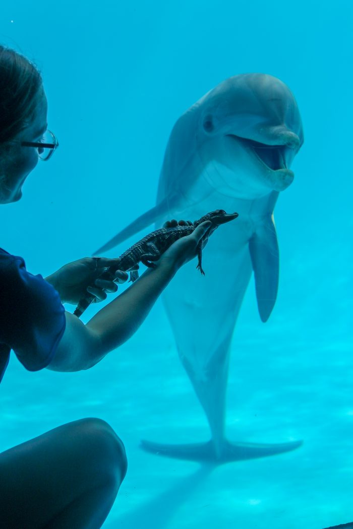 Dolphins "meet" baby gators as part of inter-species enrichment