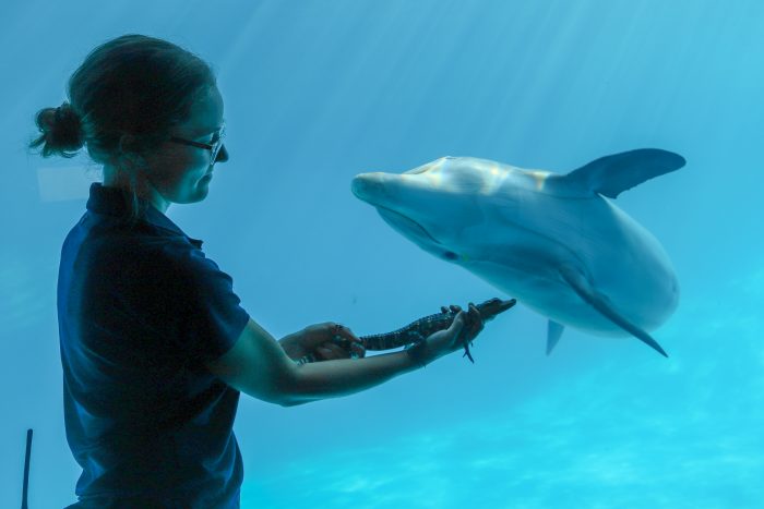 Dolphins "meet" baby gators as part of inter-species enrichment