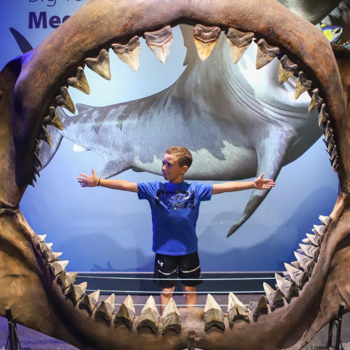 Guest poses in replica Megalodon jaws in Saving Sharks exhibit