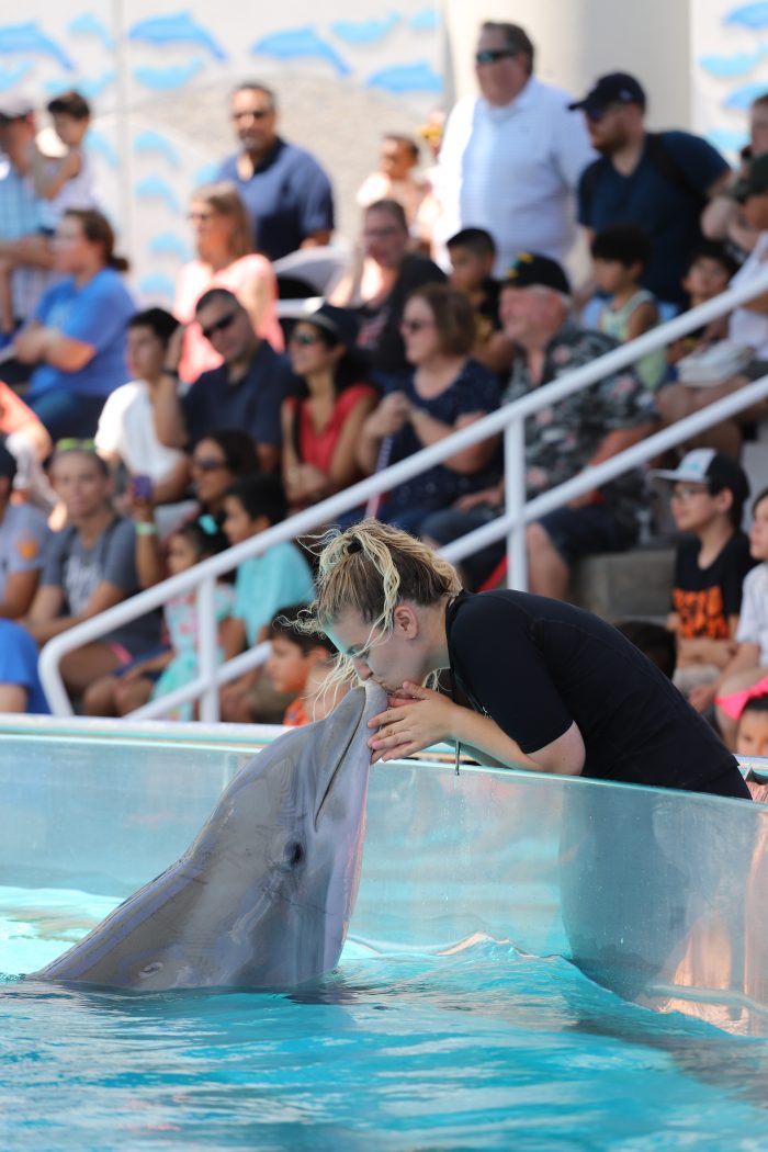 Trainers interact with dolphins during DOLPHINS! presentation
